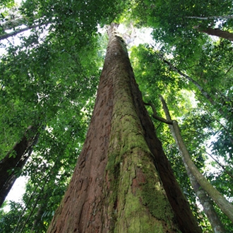 Etiquetas para Manejo Florestal e Reflorestamento